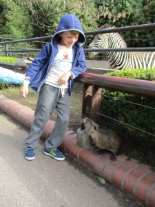 Making friends with Mr. Beaver