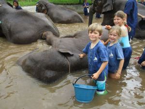 Elepehants in the tub!