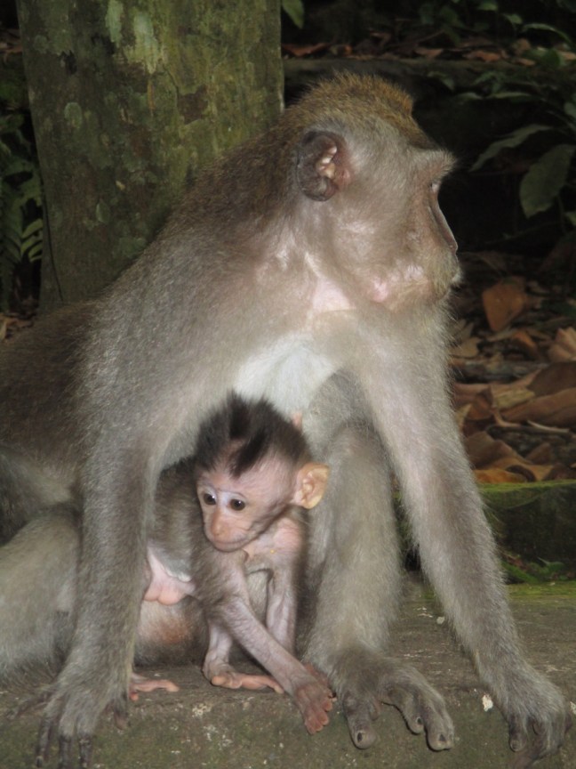 Mother and baby monkey. A very common scene at the Monkey Forest in Ubud.