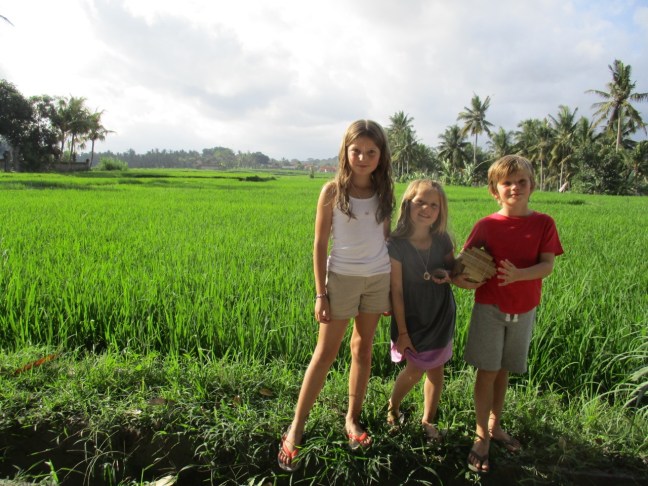 Typical Bali view of the rice fields