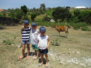 Hello, next door neighbors... I mean cows!
