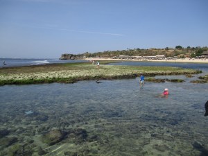 Tide pools full of incredible creatures