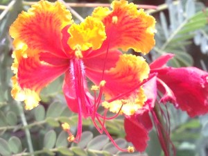 And a flower that crossed our path on our way to the beach... Wild and beautiful, just like Bali :-)