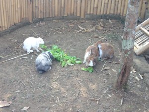 The Green School bunnies. In your honor, Gretchen!
