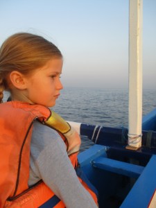 Where are the dolphins?