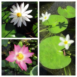 Flowers in Bali are so beautiful that I wonder if they are real...