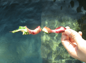A curvy, multicolored leaf from our garden!